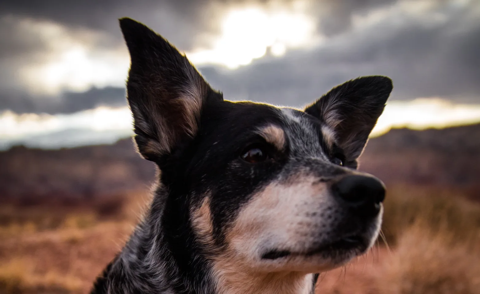 Dog staring off Dog staring off