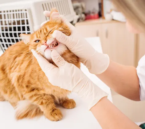 A cat on a table having teeth examined by a veterinarian