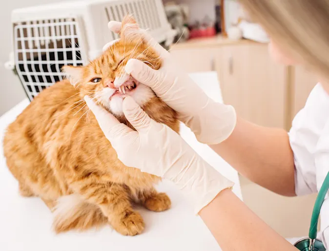 A cat on a table having teeth examined by a veterinarian