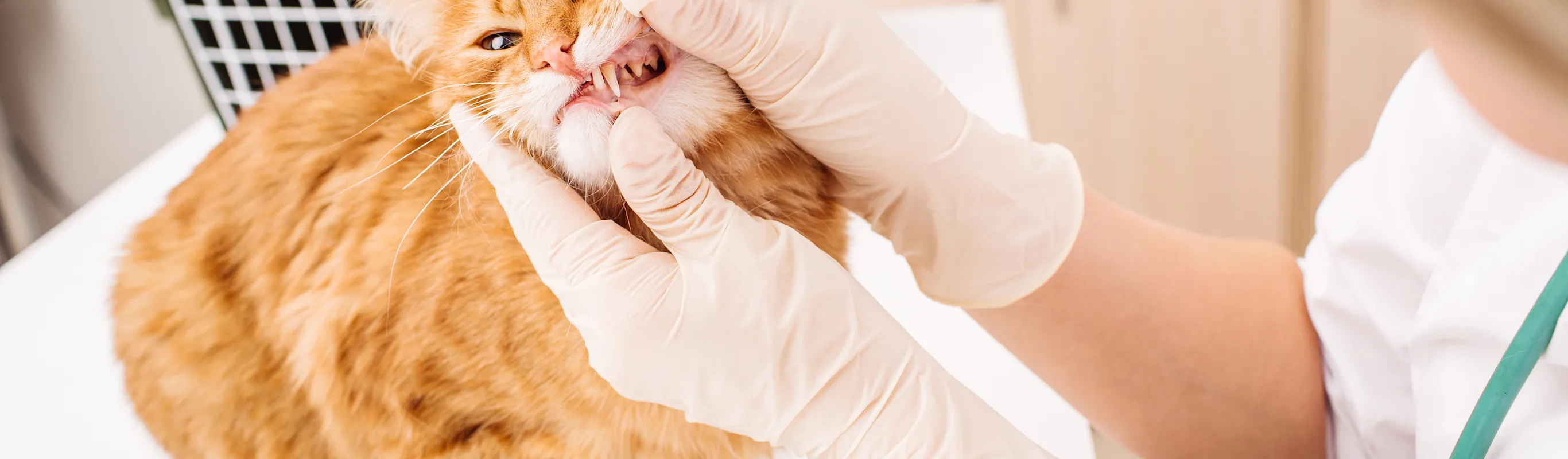 A cat on a table having teeth examined by a veterinarian A cat on a table having teeth examined by a veterinarian