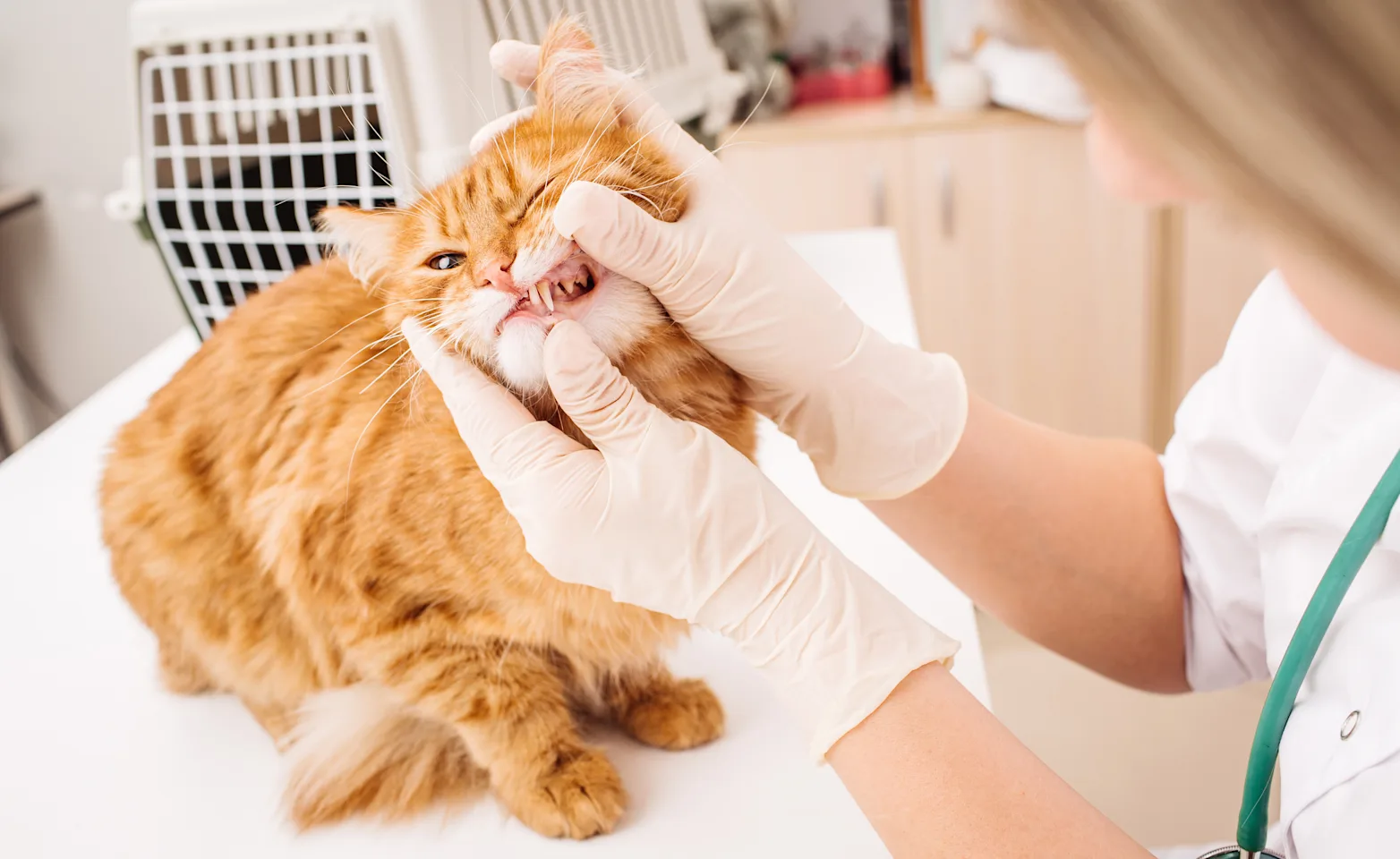 A cat on a table having teeth examined by a veterinarian