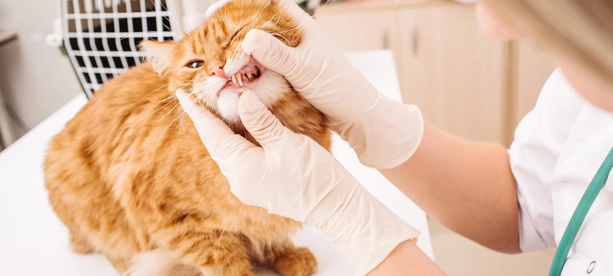 A cat on a table having teeth examined by a veterinarian