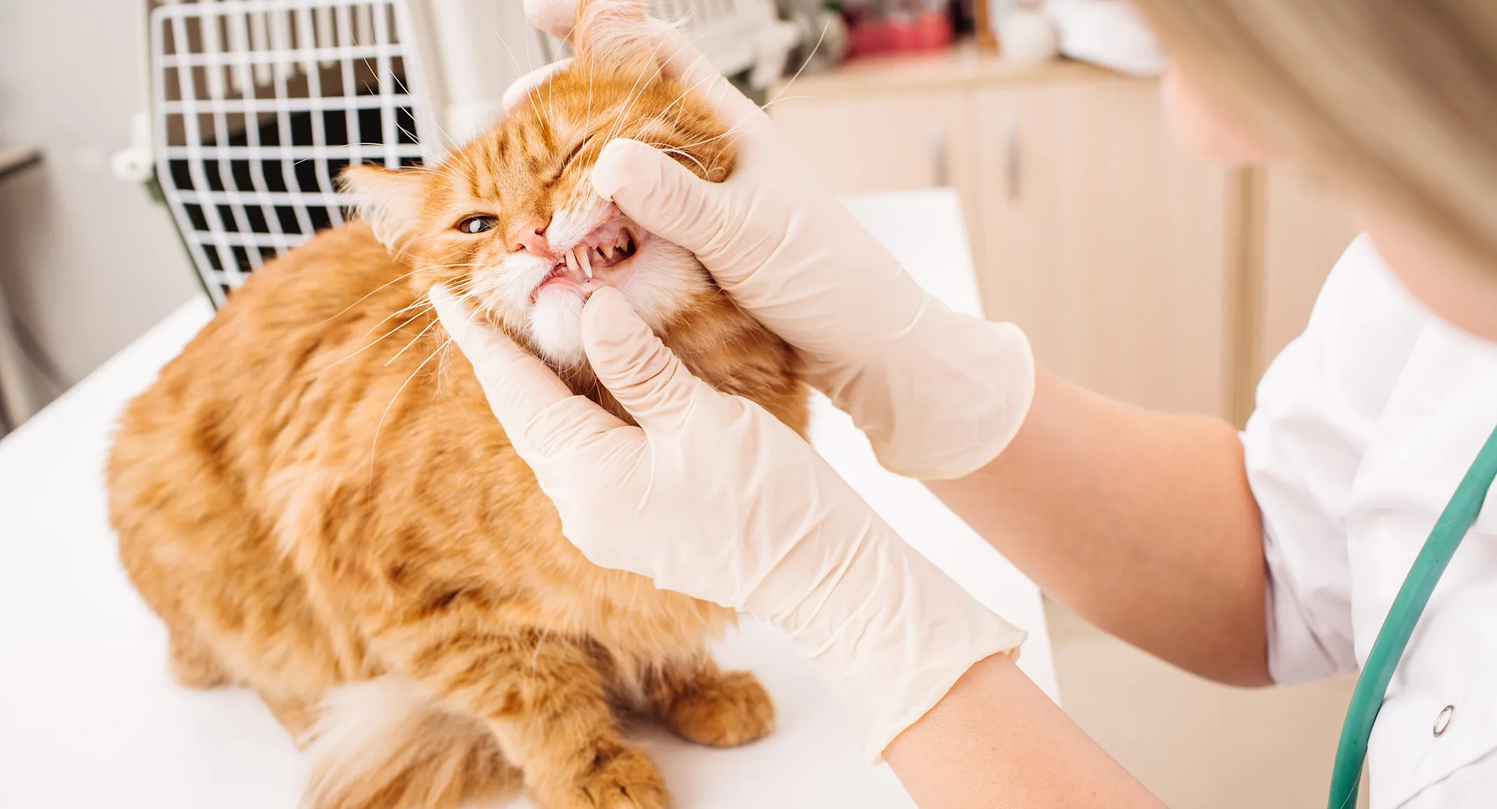 A cat on a table having teeth examined by a veterinarian A cat on a table having teeth examined by a veterinarian