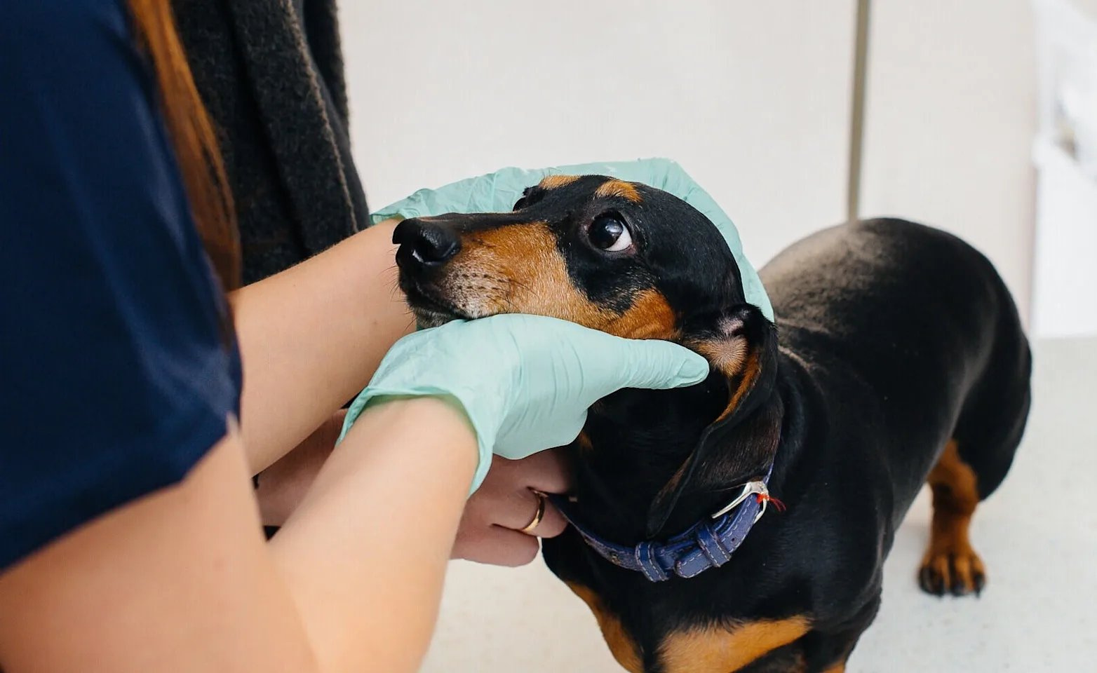 Daschund being examined by a veterinarian Daschund being examined by a veterinarian