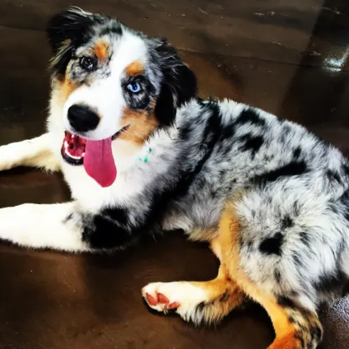 Australian Shepherd with tongue out