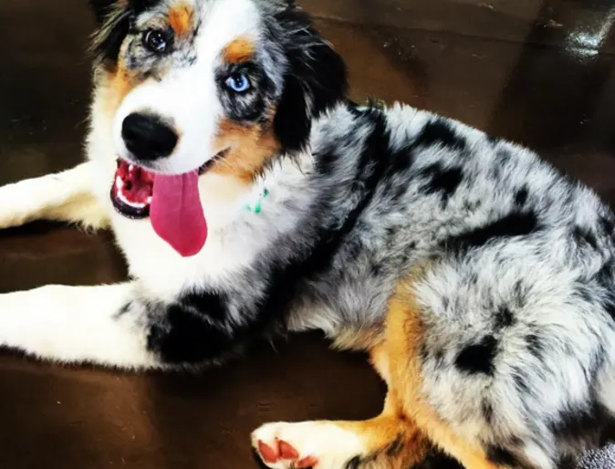 Australian Shepherd with tongue out