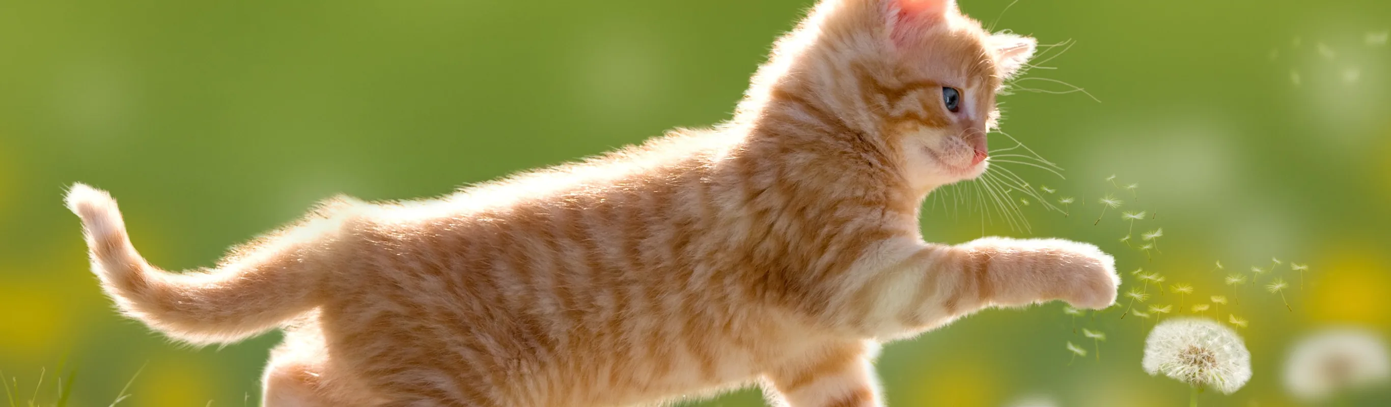 Cat playing with dandelions