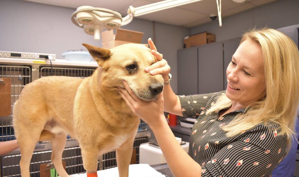 dog getting his teeth checked