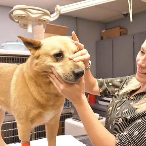 dog getting his teeth checked dog getting his teeth checked