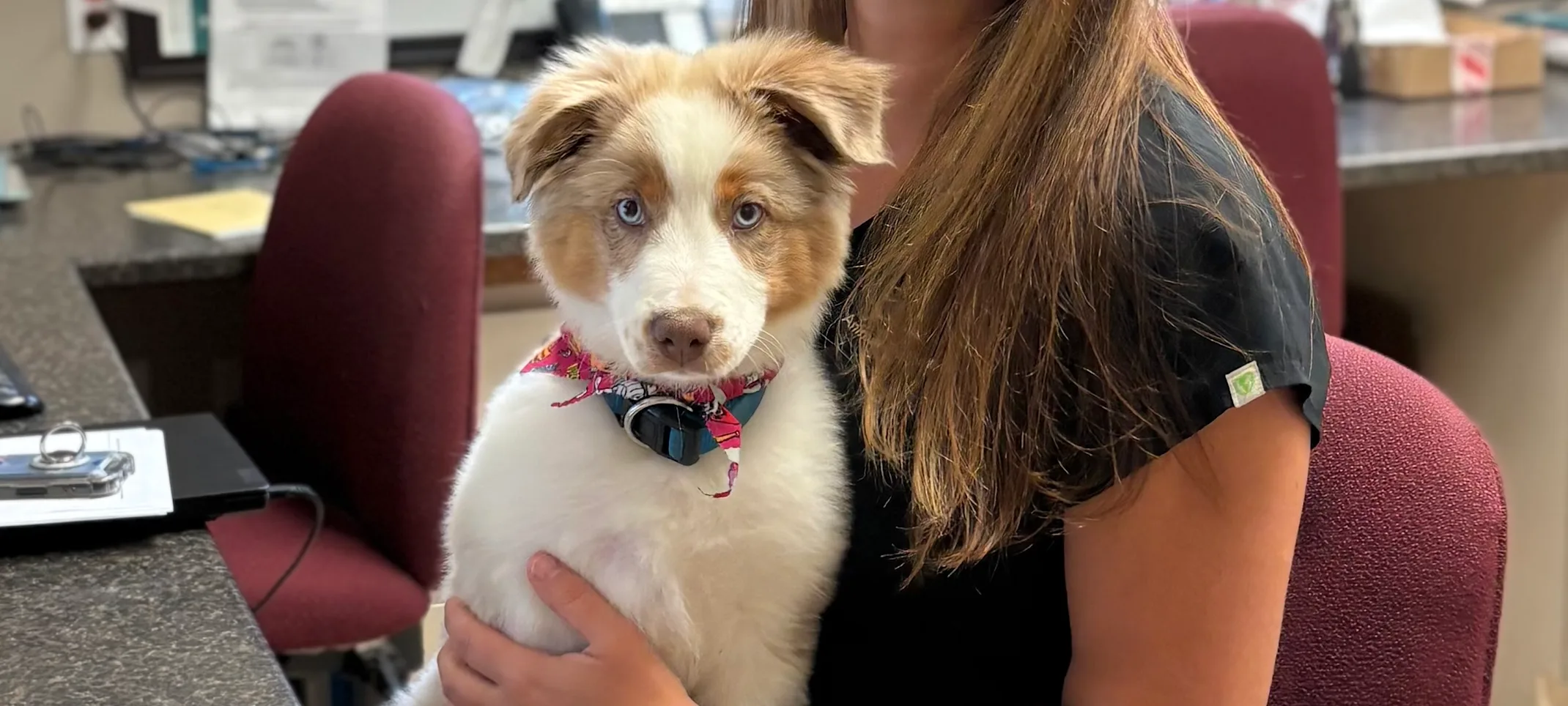 dog sitting on vet lap dog sitting on vet lap