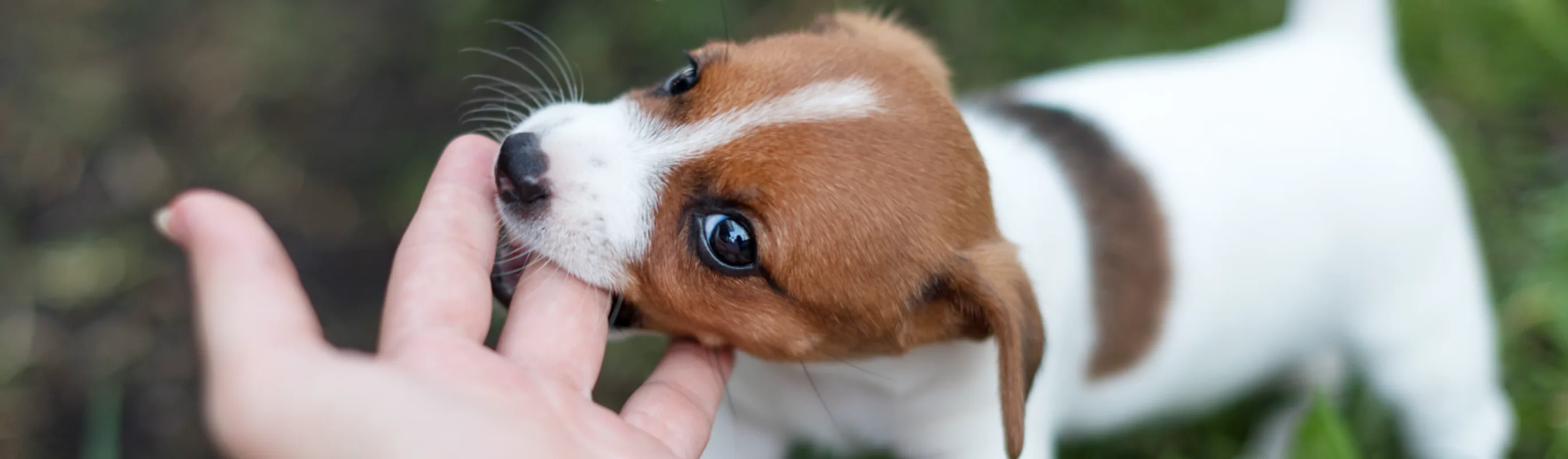 Dog playing with a persons hand Dog playing with a persons hand