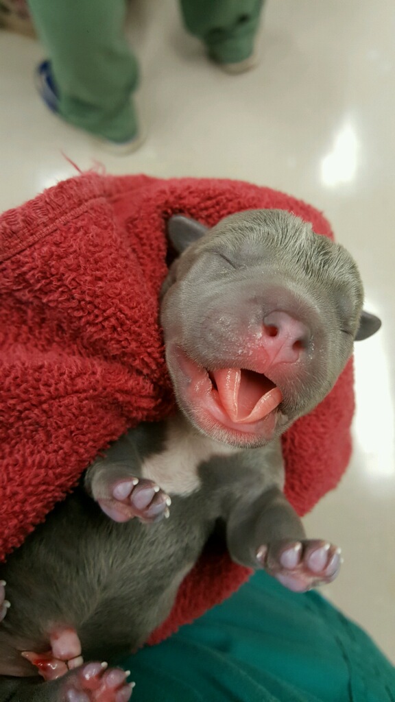 Baby Dog being born in Waterville Veterinary Clinic