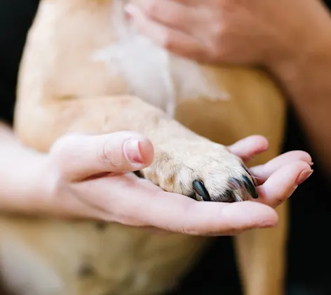 Doctor holding dog's hand Doctor holding dog's hand