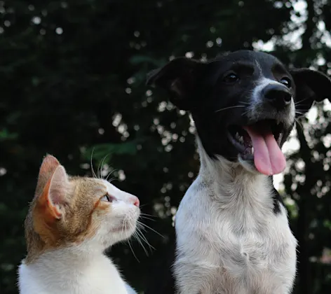 Cat looking at a happy dog.