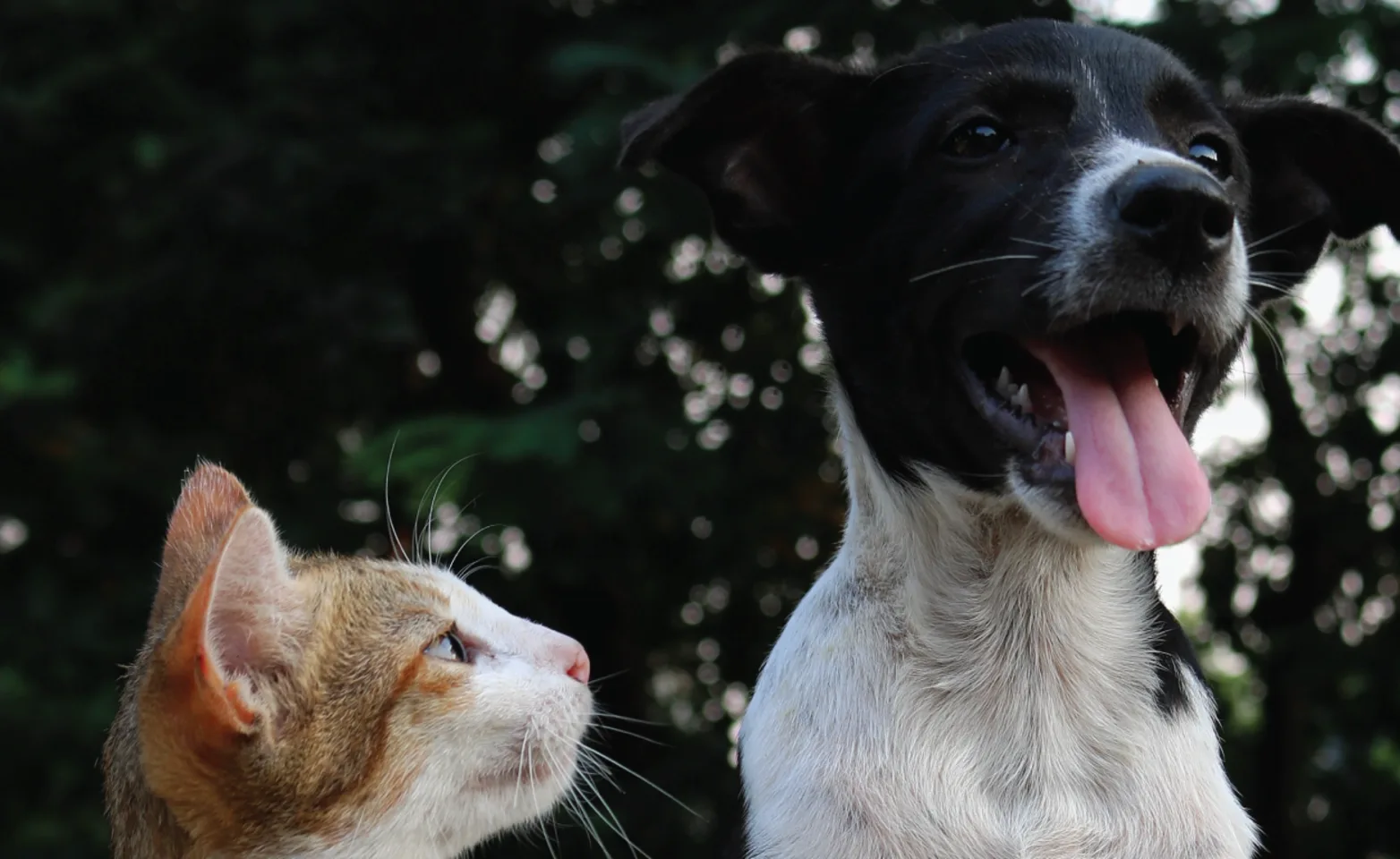 Cat looking at a happy dog.