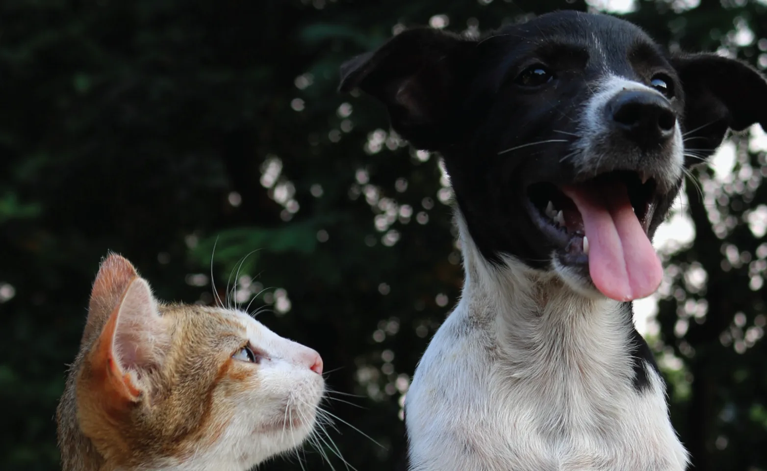 Cat looking at a happy dog. Cat looking at a happy dog.