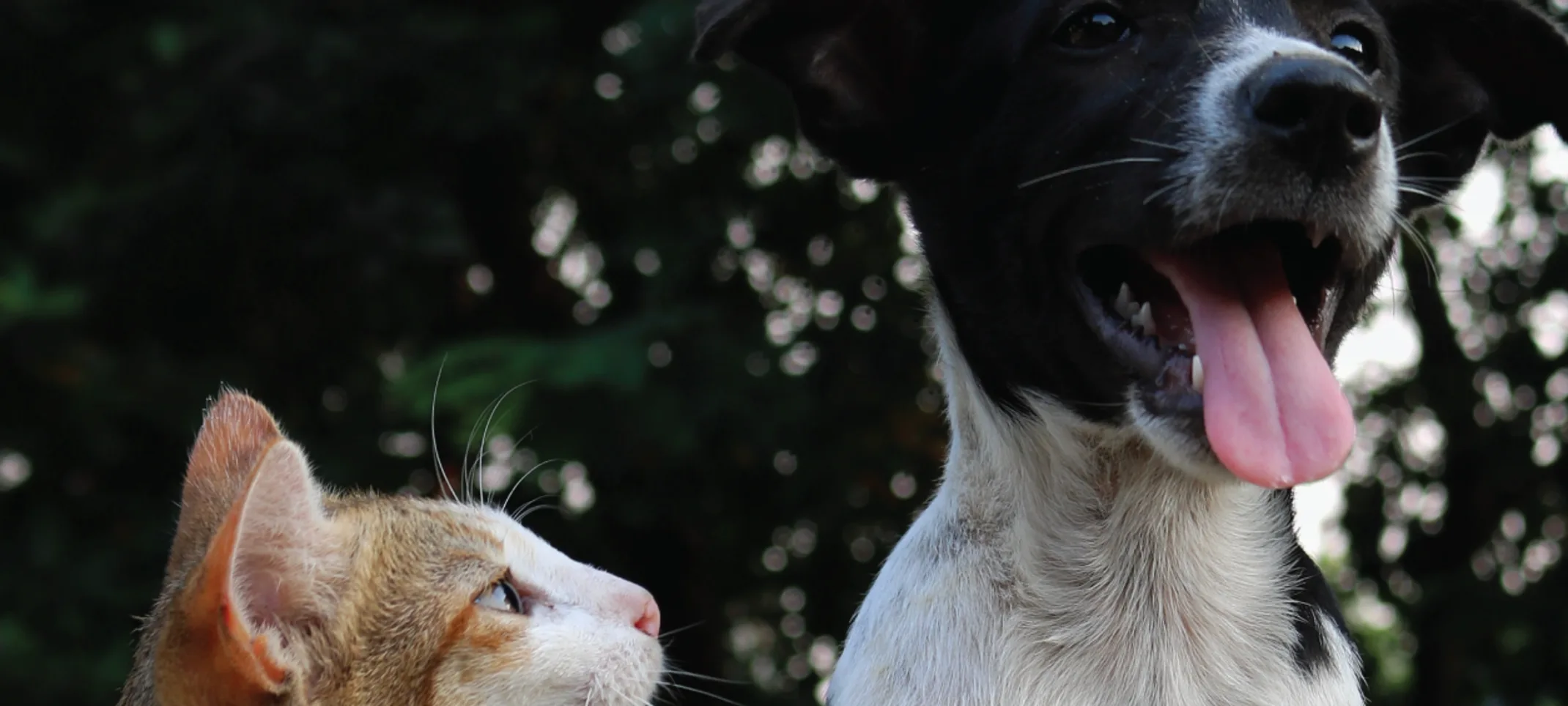 Cat looking at a happy dog.