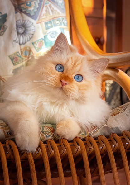 An orange kitten staring at the camera inquisitively