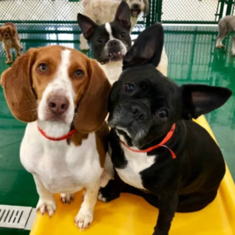 Mr. Fluffy Mr. Fluffy