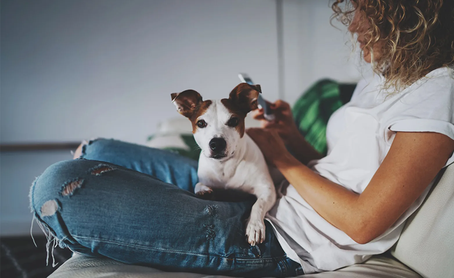 Woman on their phone with a small dog in their lap sitting on the couch