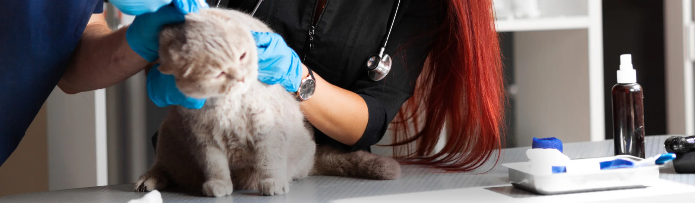 Veterinarians Caring for a Gray Cat