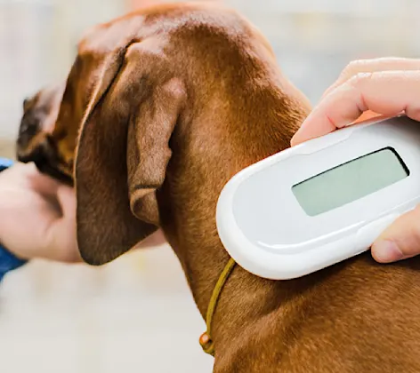 The neck of a small brown dog with floppy ears being scanned with a microchipping scanner