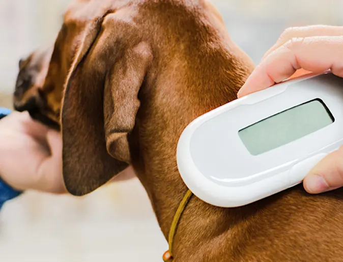 The neck of a small brown dog with floppy ears being scanned with a microchipping scanner The neck of a small brown dog with floppy ears being scanned with a microchipping scanner