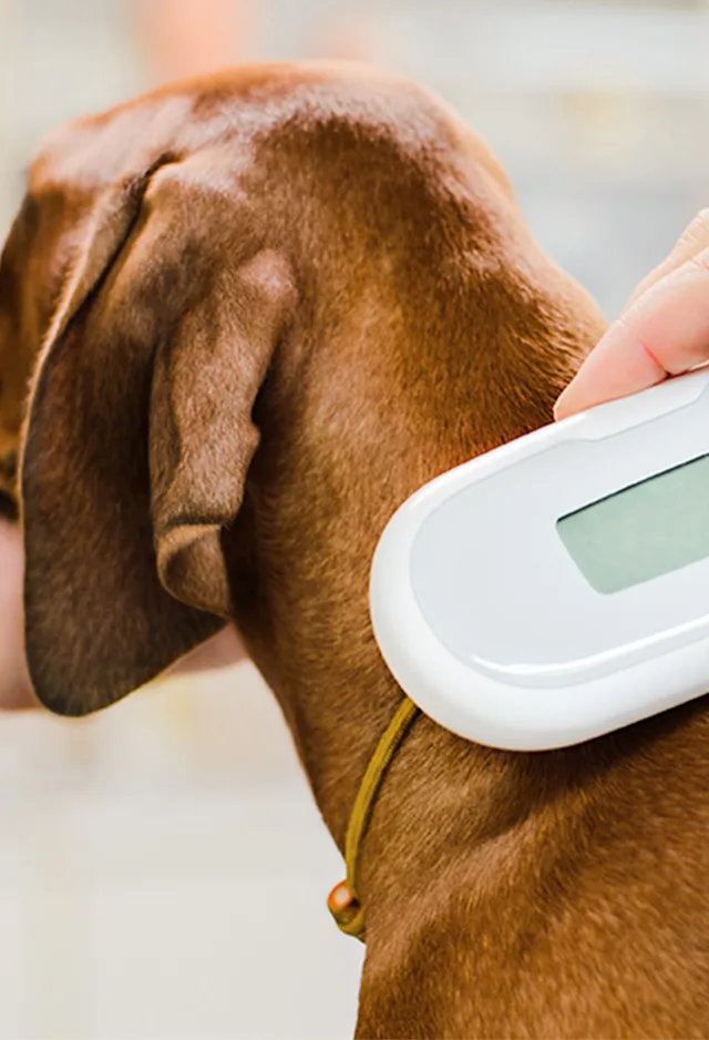 The neck of a small brown dog with floppy ears being scanned with a microchipping scanner