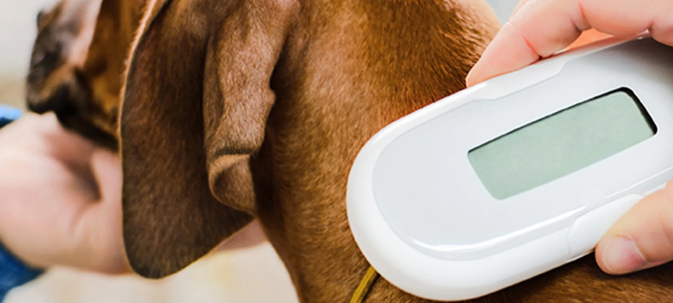 The neck of a small brown dog with floppy ears being scanned with a microchipping scanner The neck of a small brown dog with floppy ears being scanned with a microchipping scanner