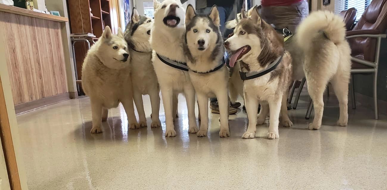 Multiple huskies