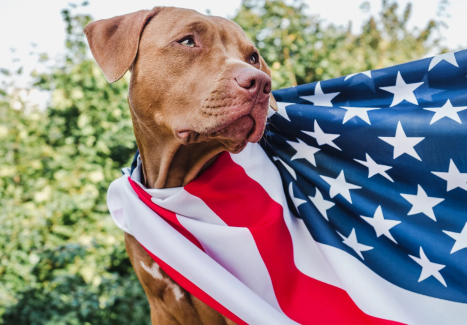 Dog Wearing American Flag Dog Wearing American Flag