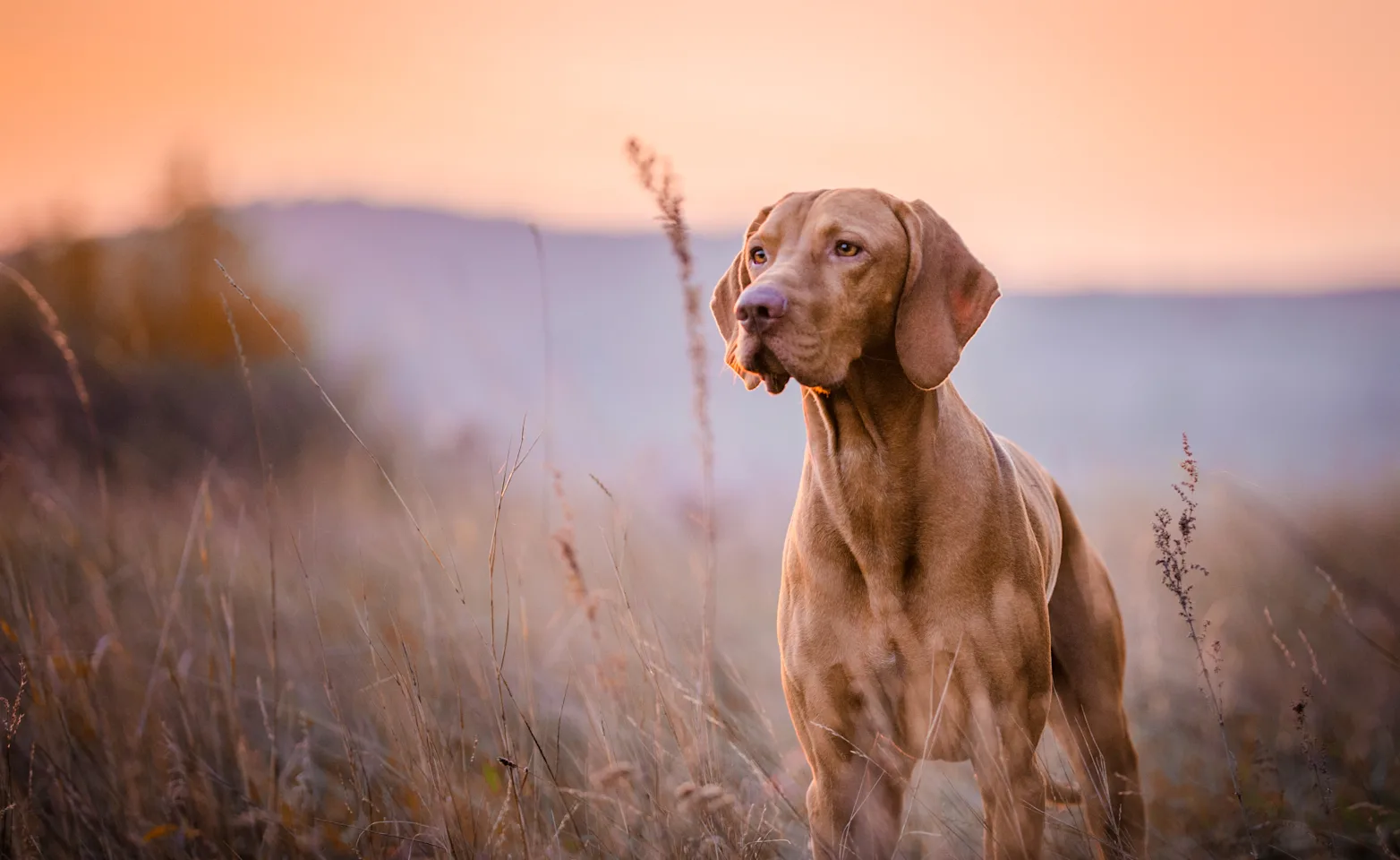 A brown dog standing in a hay field A brown dog standing in a hay field