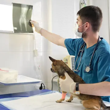 A Veterinarian Examining an X-Ray with His Patient (Dog) A Veterinarian Examining an X-Ray with His Patient (Dog)