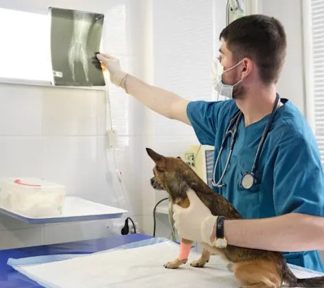 A Veterinarian Examining an X-Ray with His Patient (Dog) A Veterinarian Examining an X-Ray with His Patient (Dog)