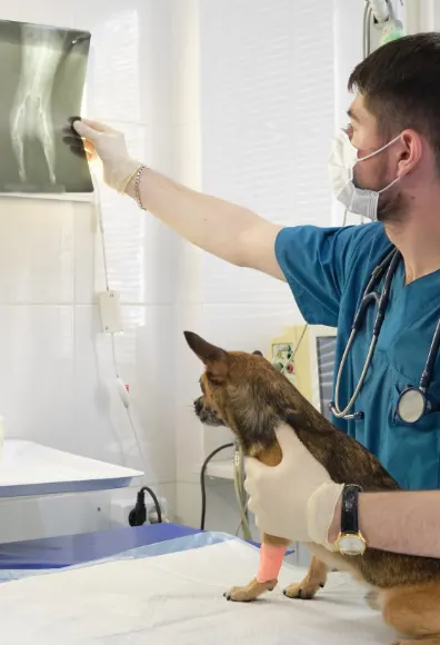 A Veterinarian Examining an X-Ray with His Patient (Dog)