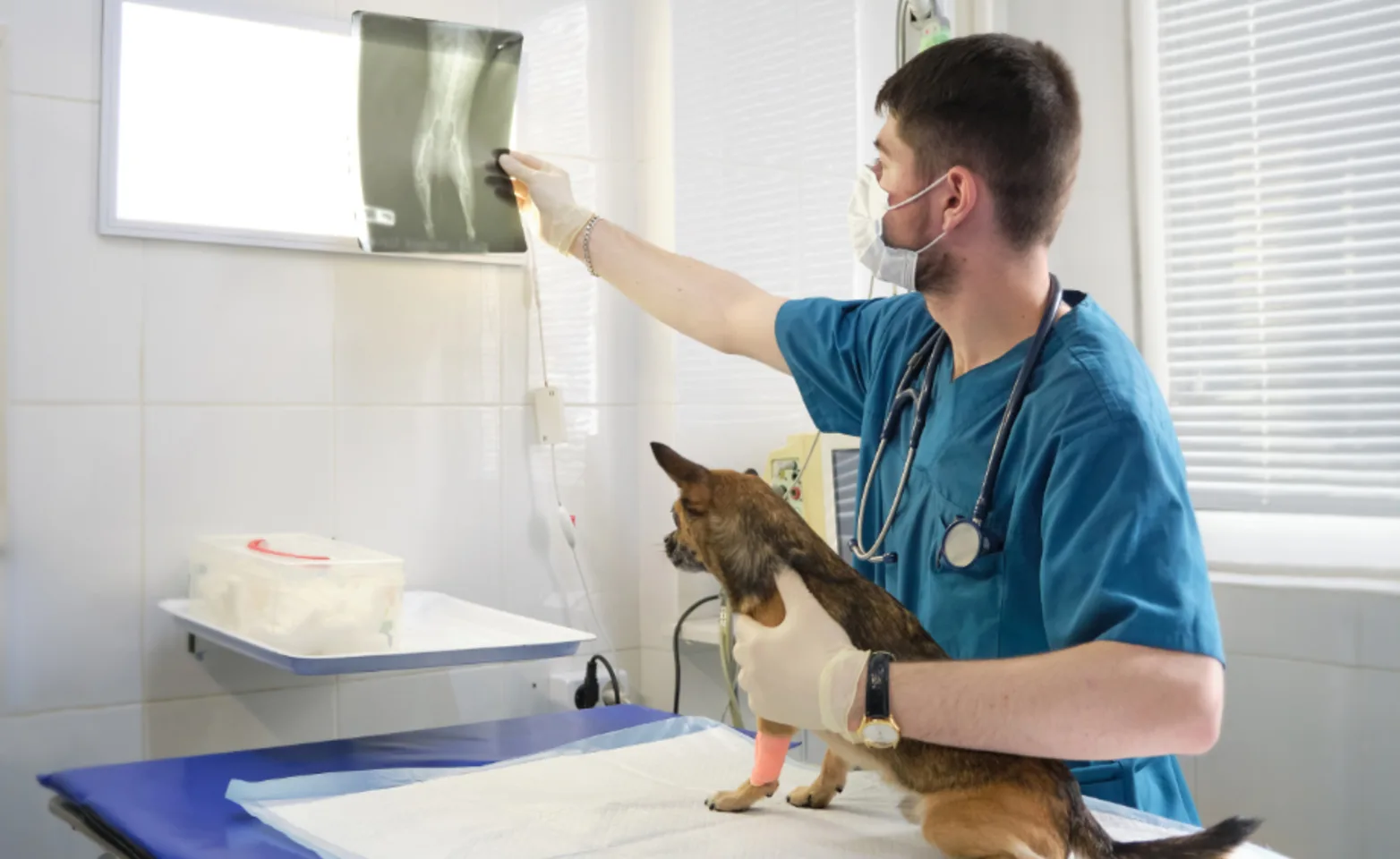 A Veterinarian Examining an X-Ray with His Patient (Dog)