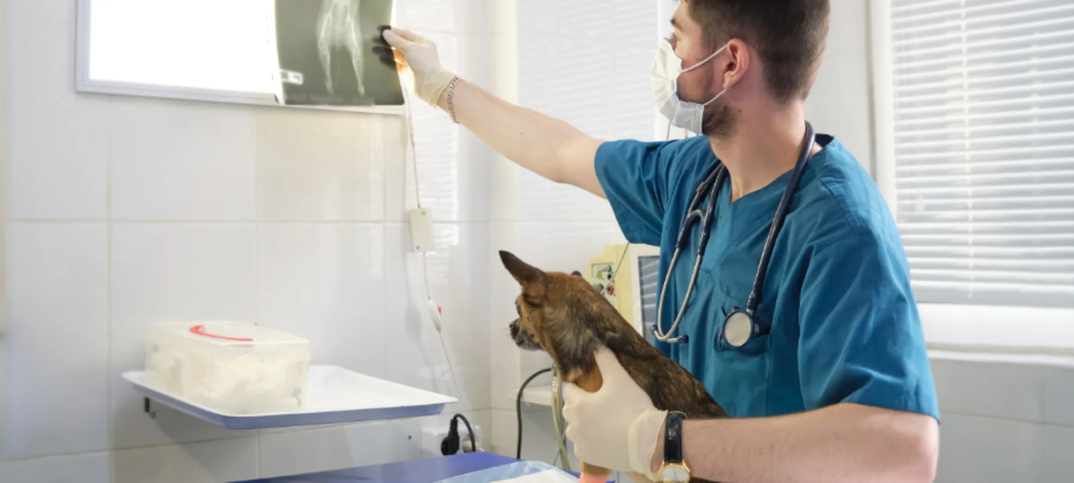 A Veterinarian Examining an X-Ray with His Patient (Dog) A Veterinarian Examining an X-Ray with His Patient (Dog)