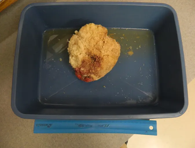 Gorilla Glue Photo Gorilla Glue Photo