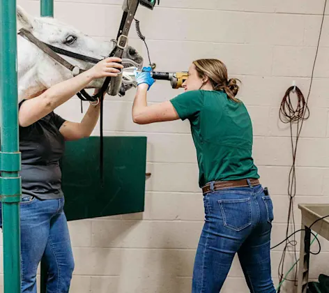 Doctor examining a horse's teeth Doctor examining a horse's teeth