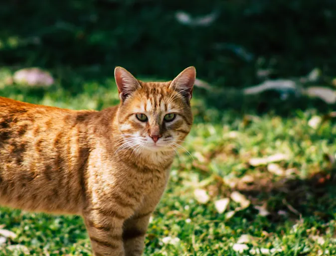 Cat laying down