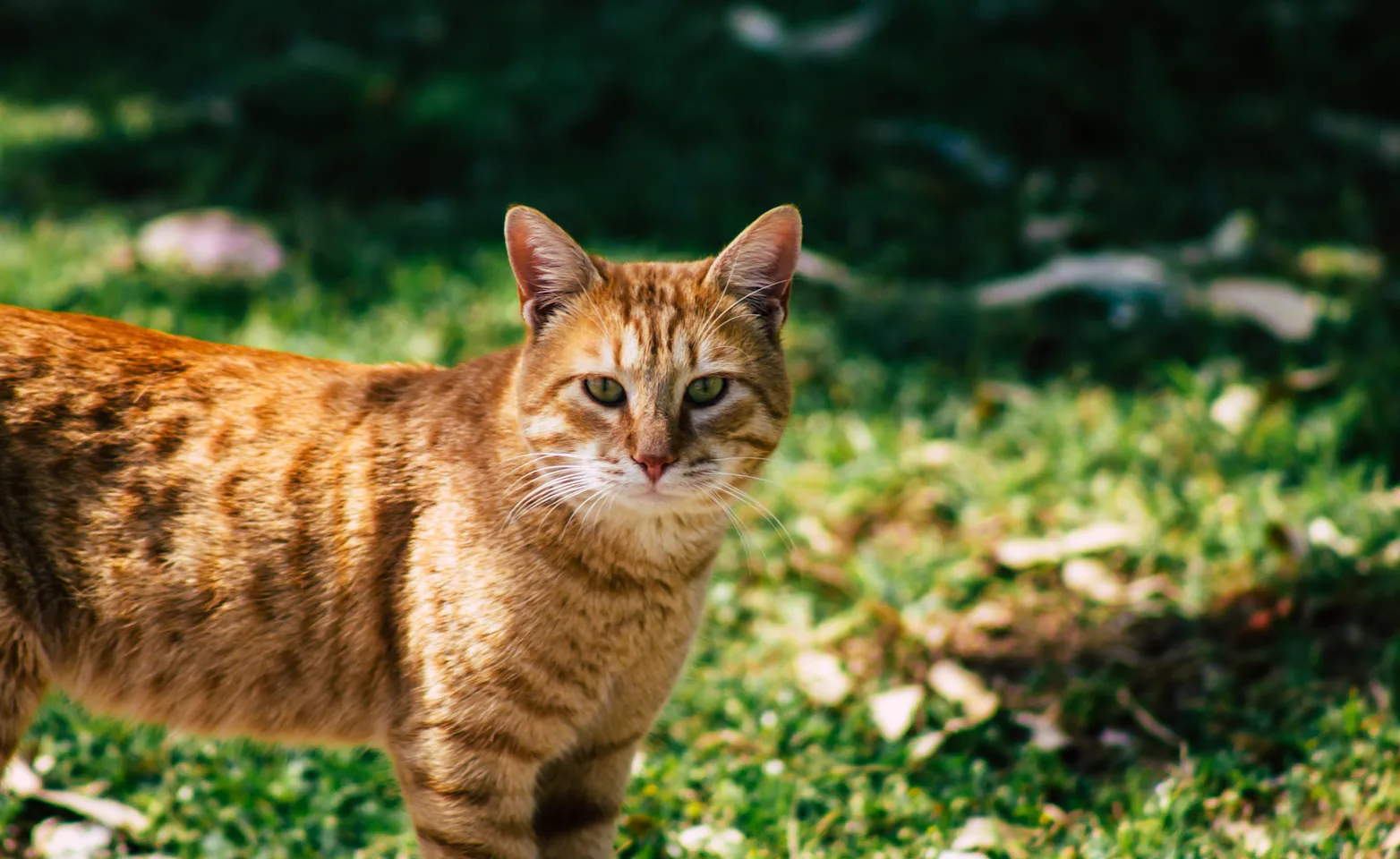 Cat laying down