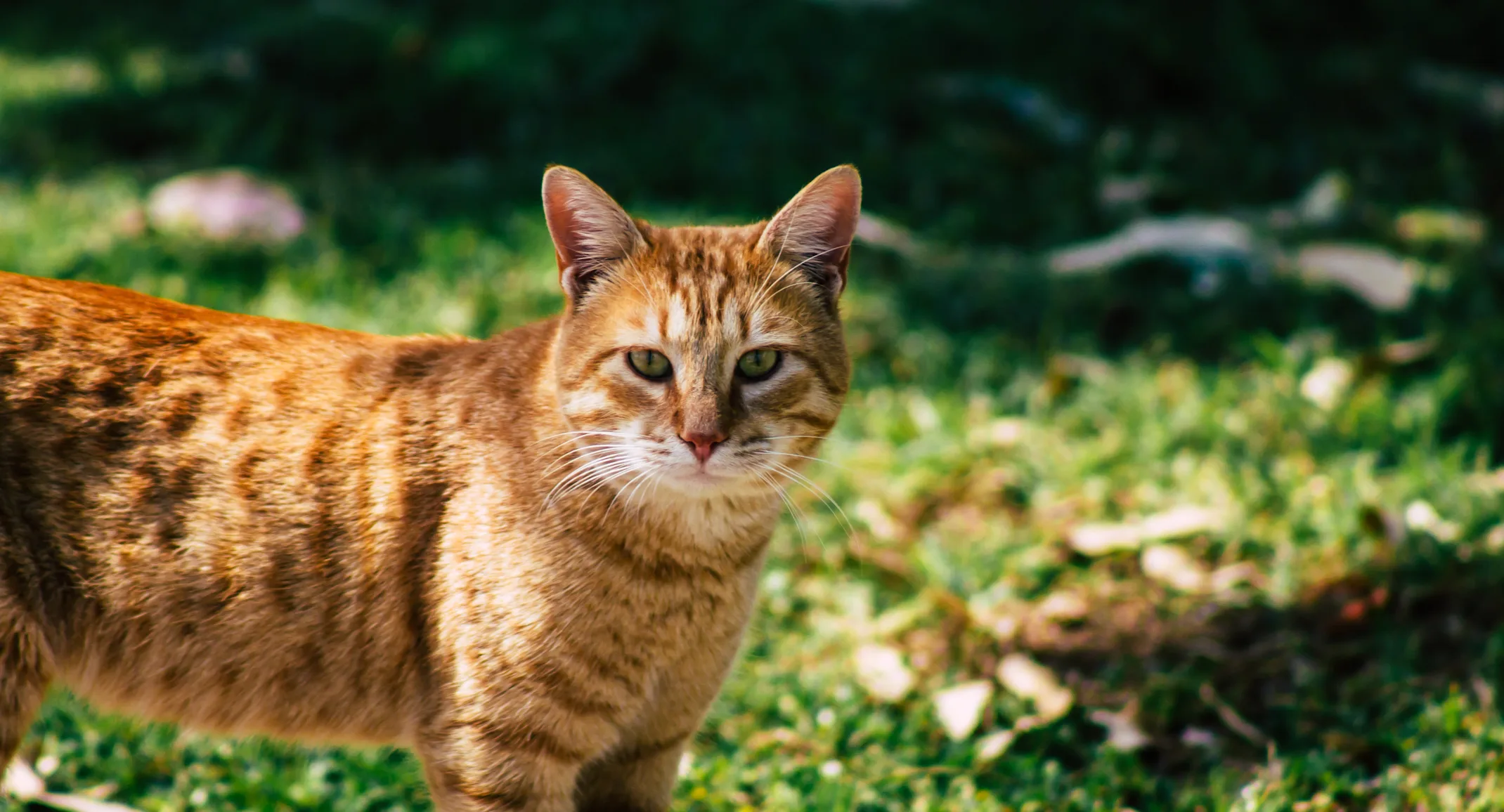 Cat laying down