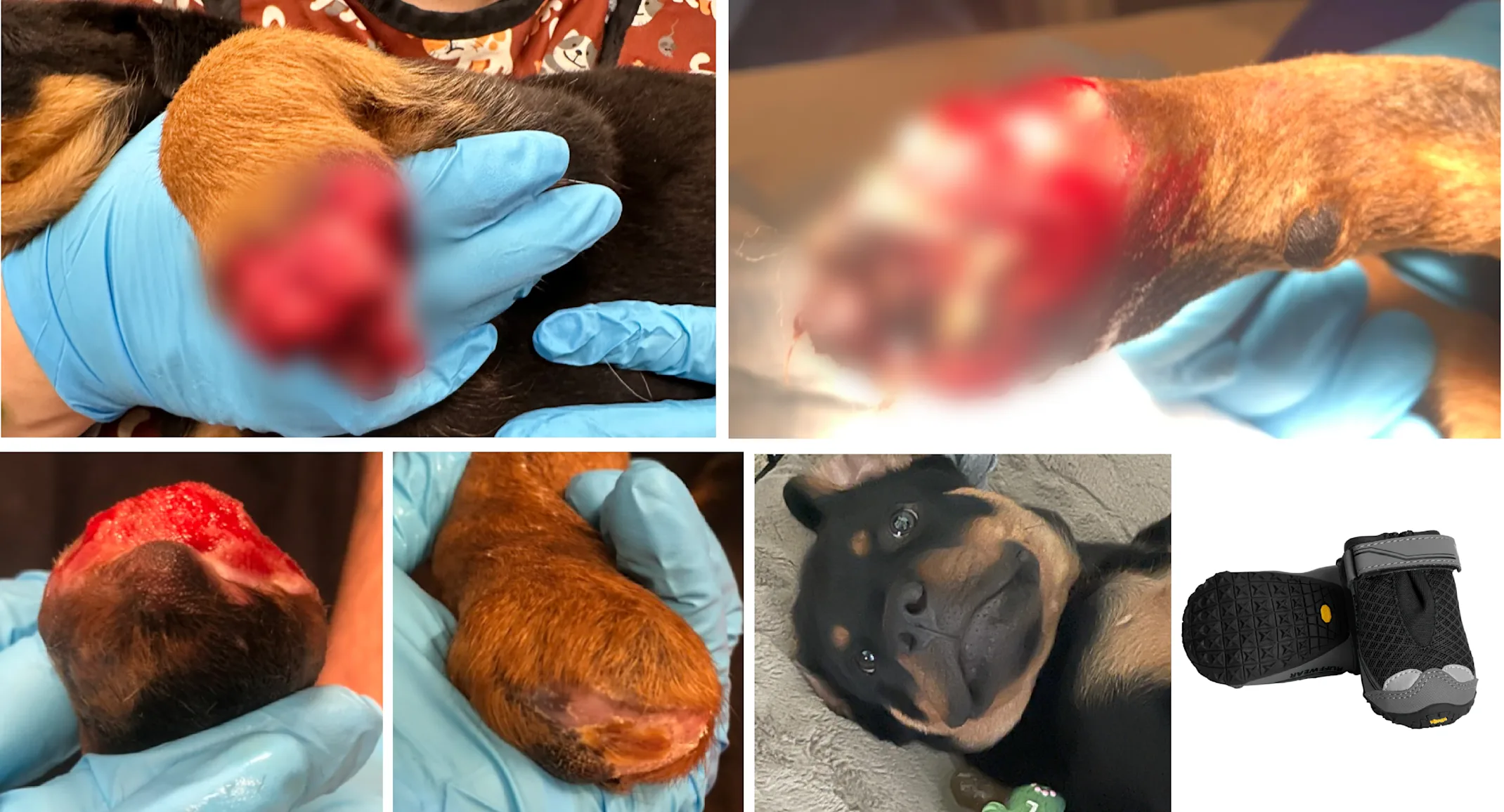 Photo collage of Maximus's paw injuries