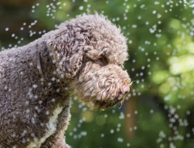 Dog playing with water hose outside Dog playing with water hose outside