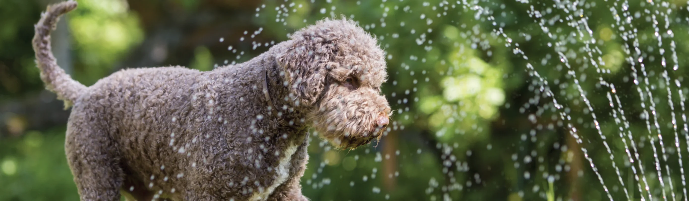 Dog playing with water hose outside
