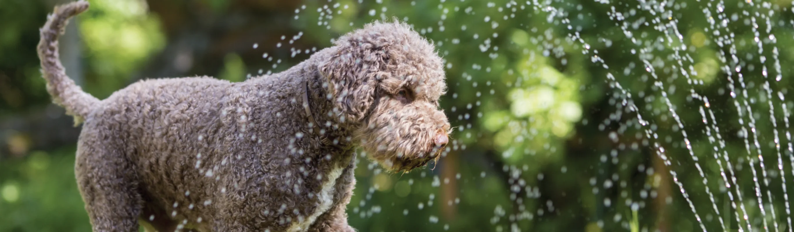 Dog playing with water hose outside Dog playing with water hose outside