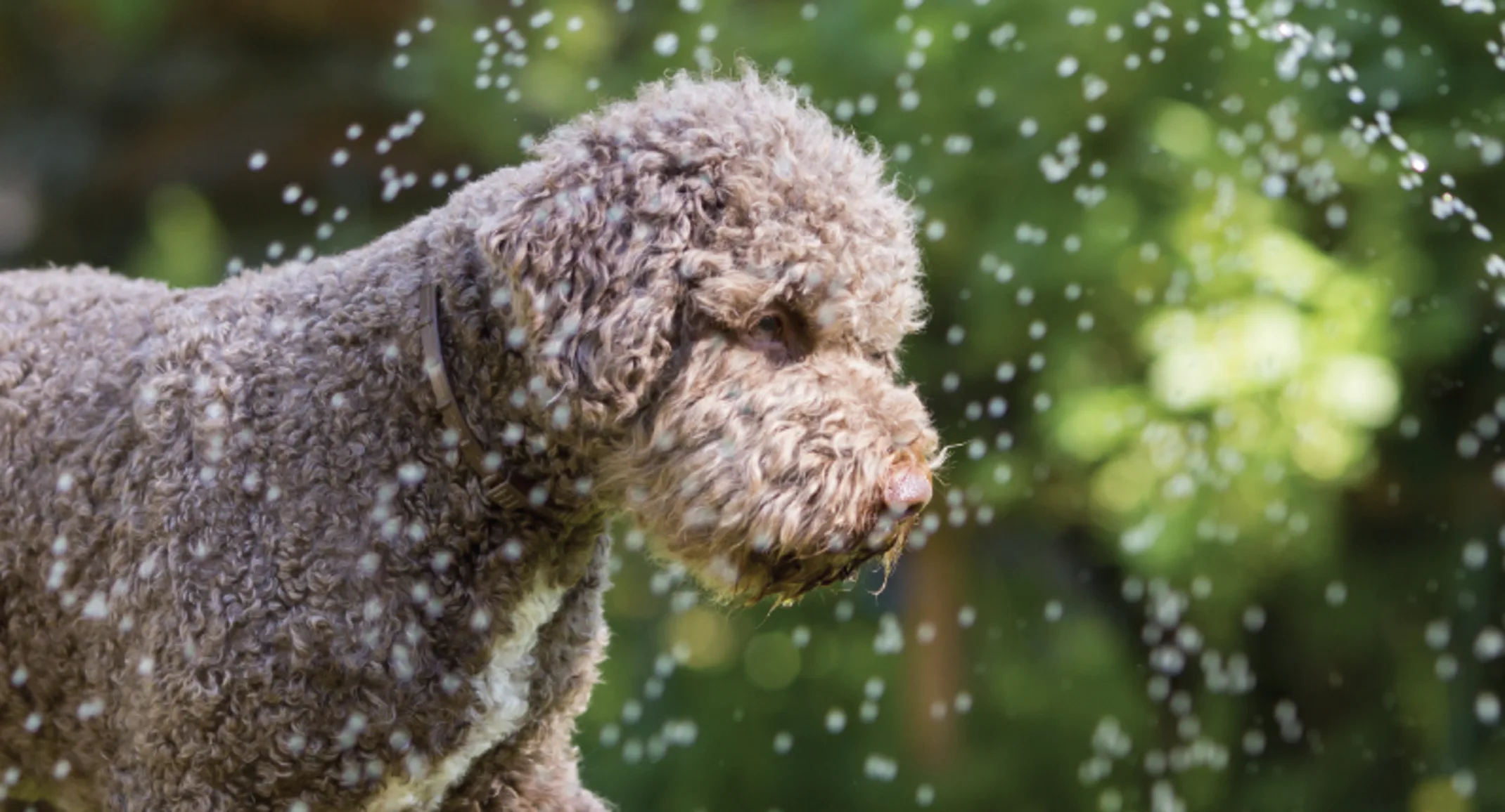 Dog playing with water hose outside Dog playing with water hose outside