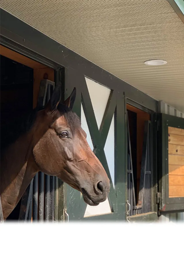 A brown horse sticking it's head out of a barn door