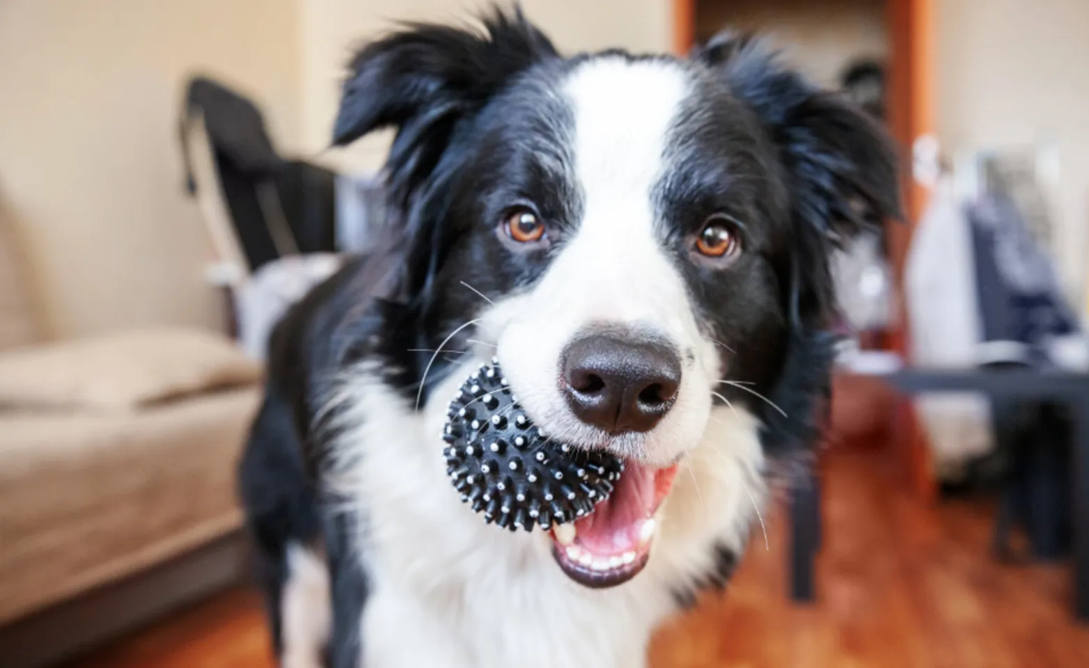 Dog holding a ball in his mouth
