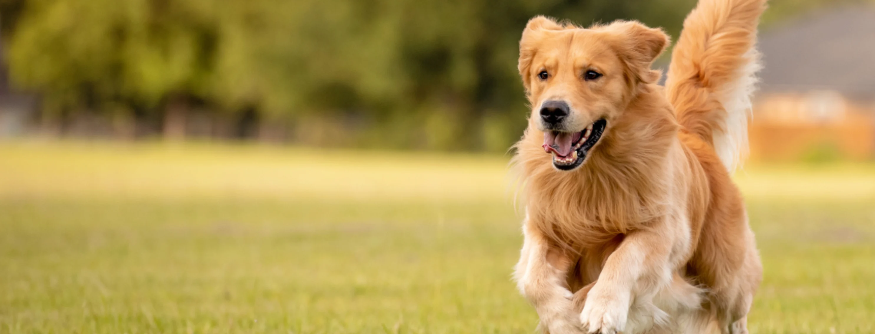 Dog Running in a Grassy Field Dog Running in a Grassy Field